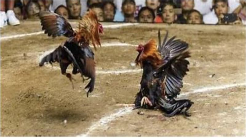 Hiểu về loại hình đá gà tại cổng game Sunwin