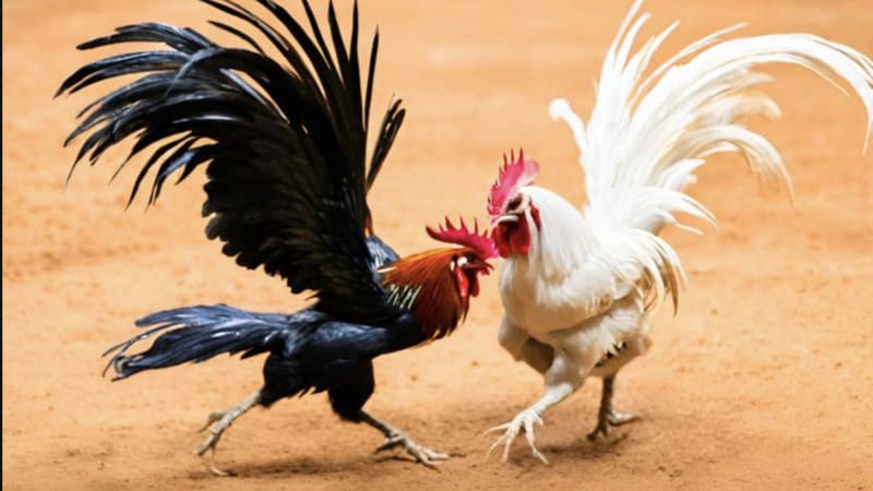 Thời gian khởi động và thái độ trước trận